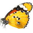 https://pipelinepoopers.com/wp-content/uploads/2019/08/butterfly.png